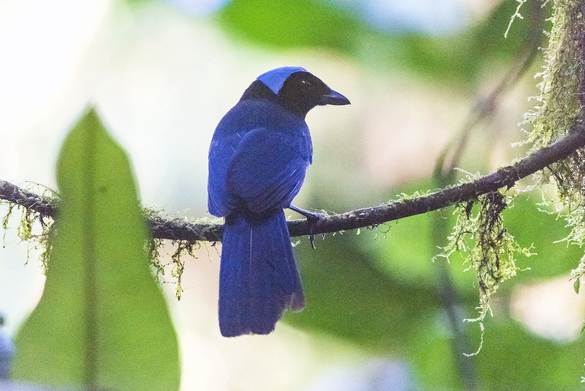 Azure-hooded Jay - ML644368434