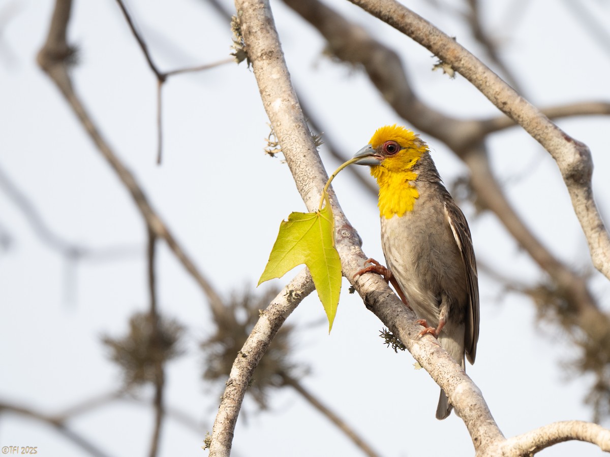 Sakalava Weaver - ML644368438