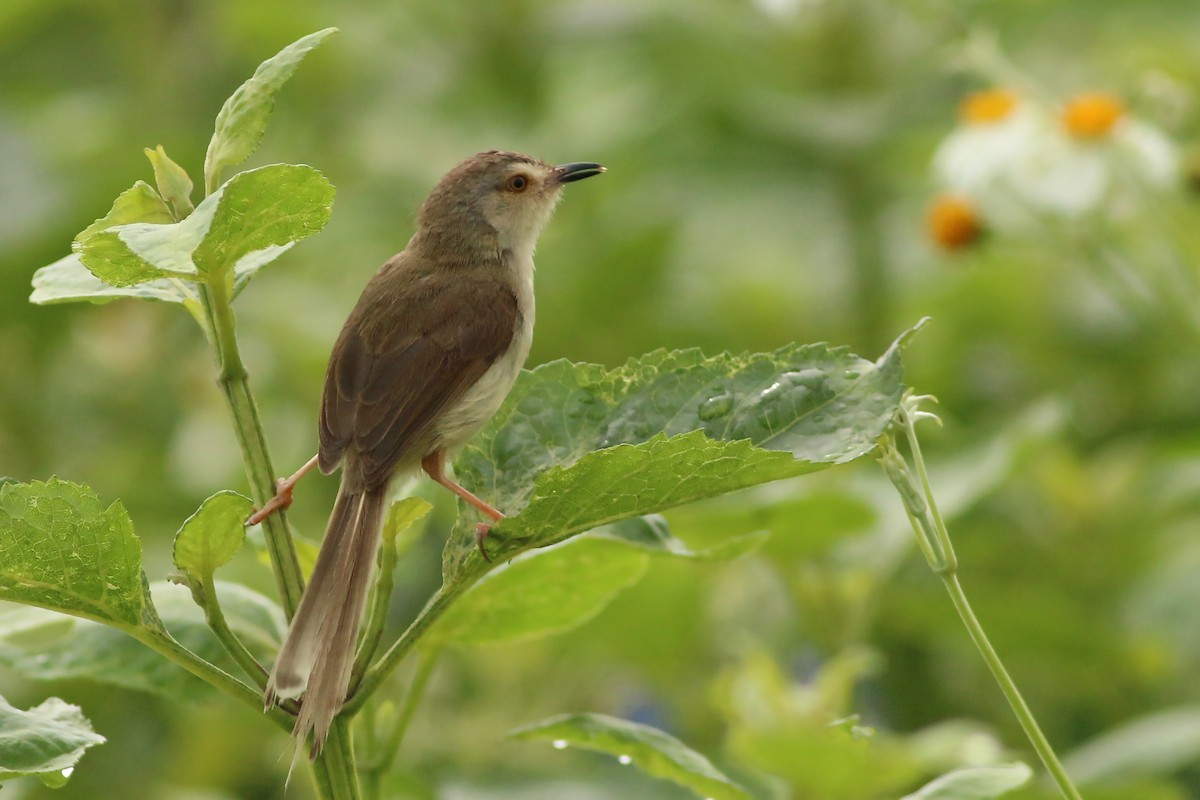 Prinia Sencilla - ML644368449