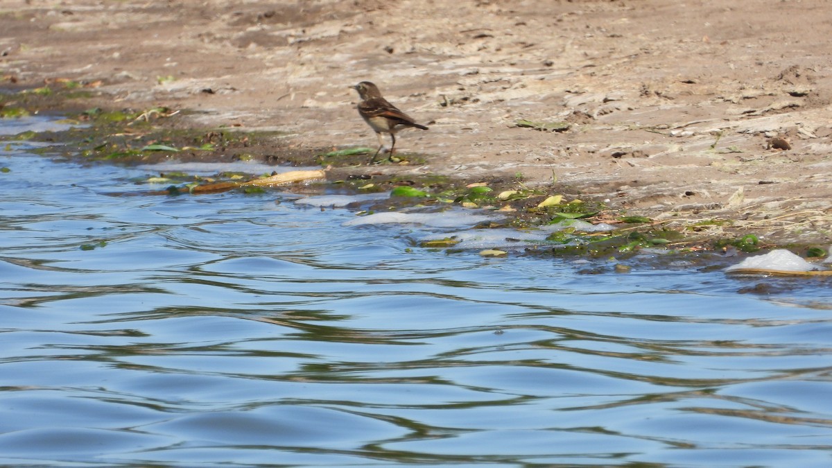 Ada clignot - ML644368456