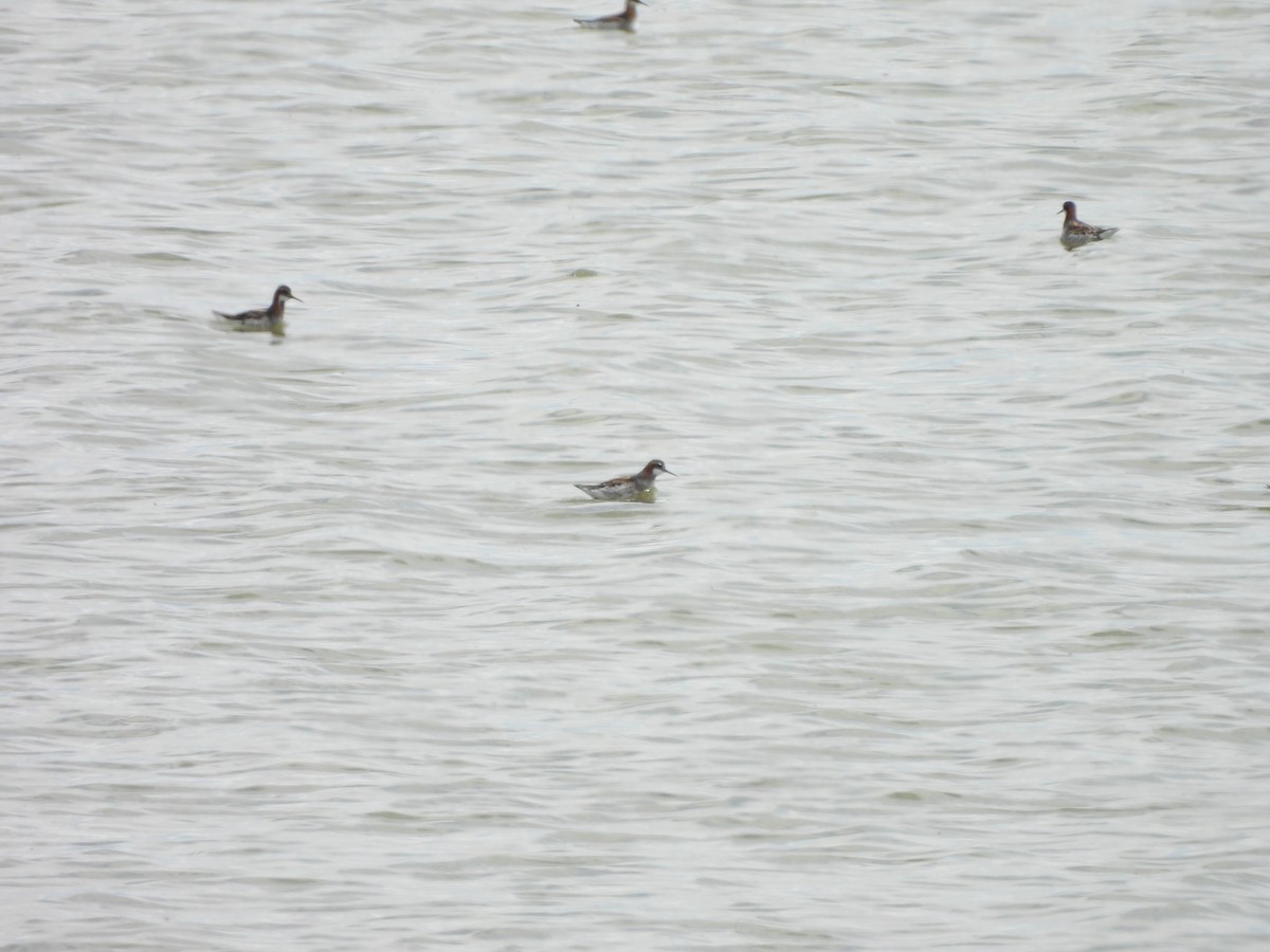 Плавунець круглодзьобий - ML644368476