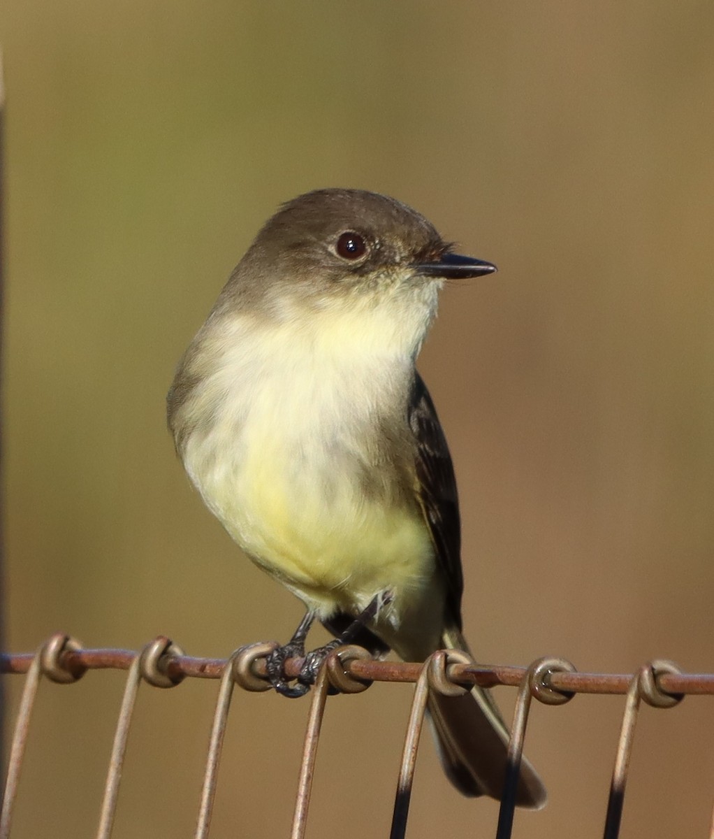 Eastern Phoebe - ML644368478
