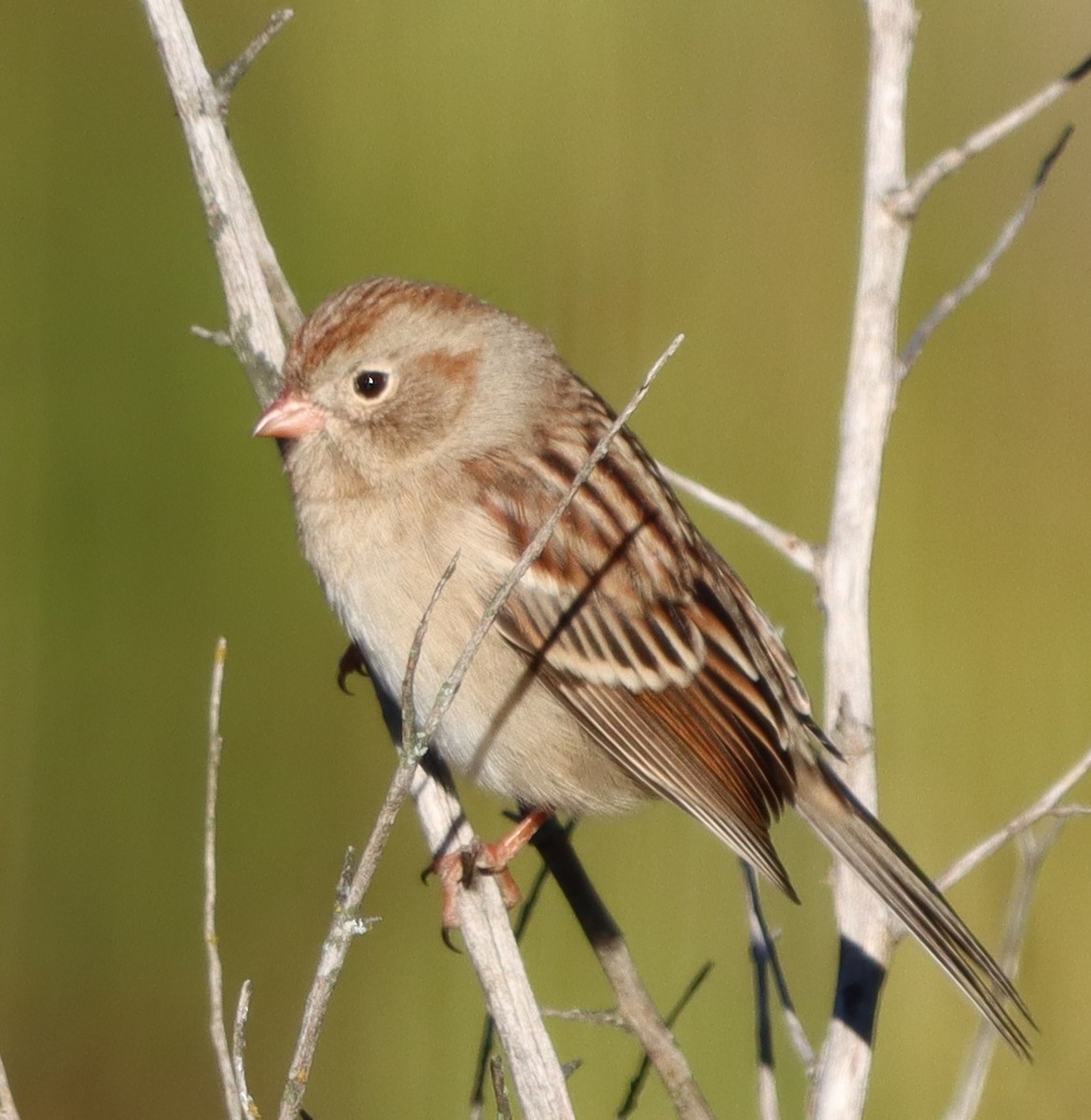 Field Sparrow - ML644368484