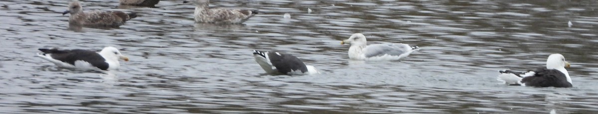 Great Black-backed Gull - ML644368485