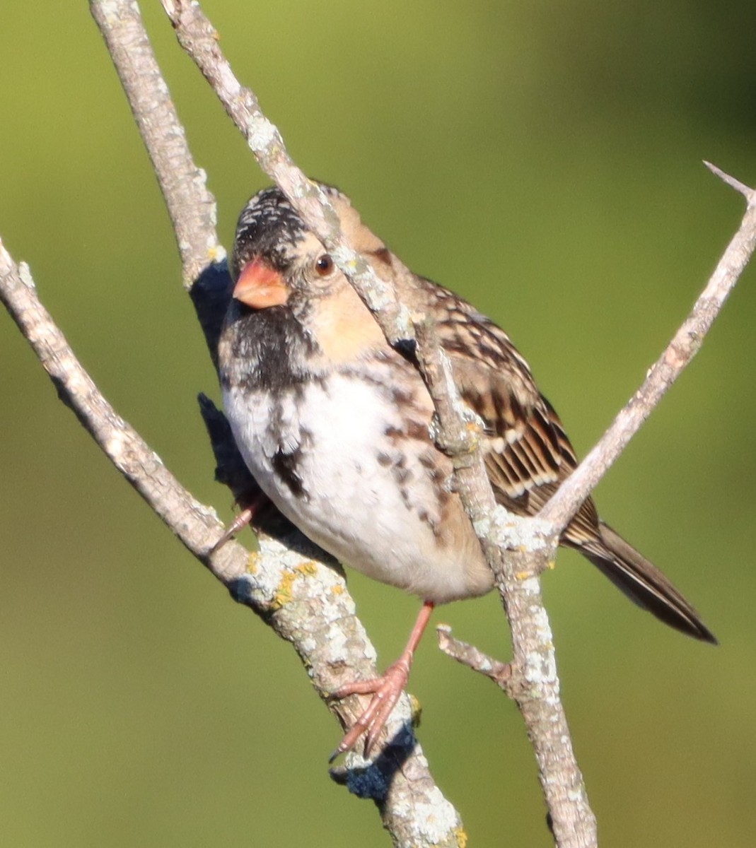 Harris's Sparrow - ML644368492