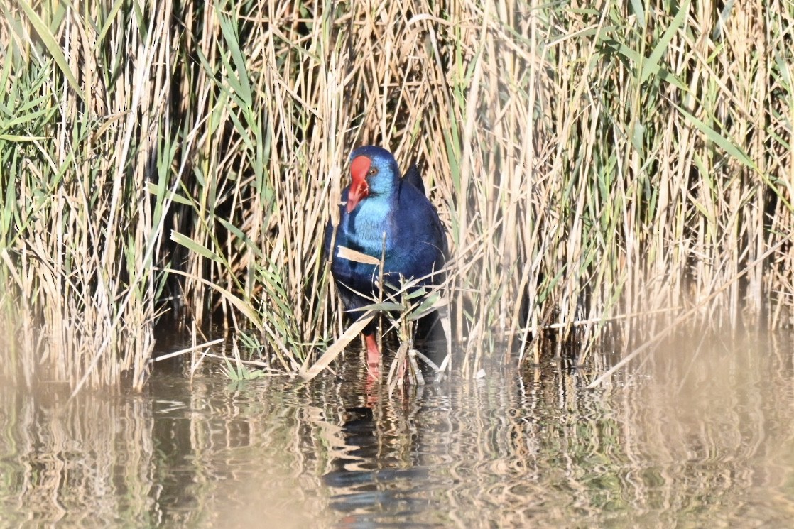 セイケイ - ML644368499