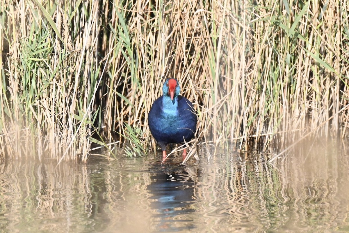 セイケイ - ML644368500