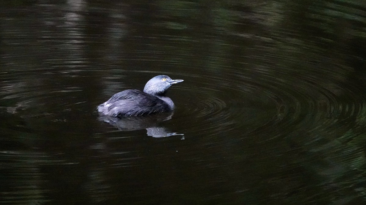 Least Grebe - ML644368506