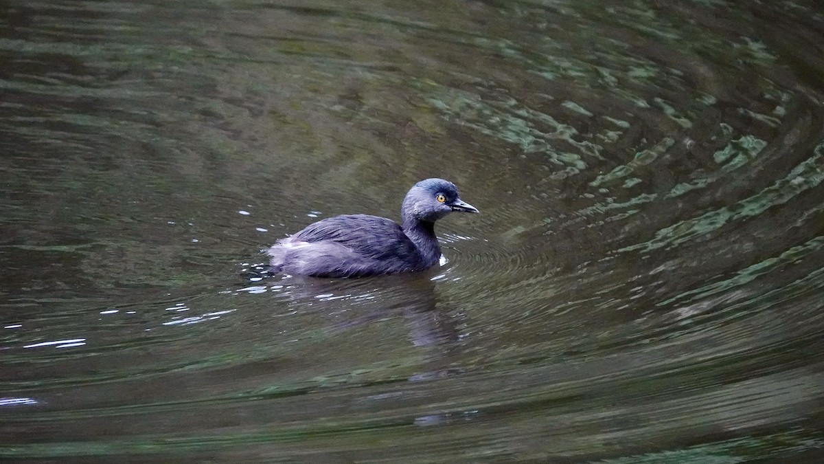 Least Grebe - ML644368507