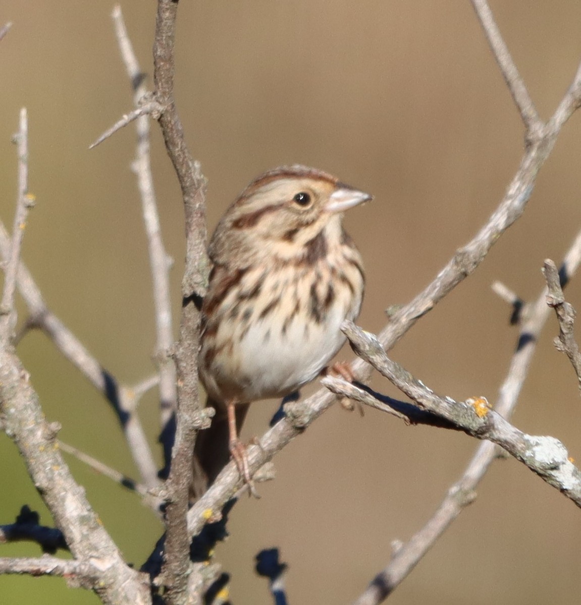 Song Sparrow - ML644368508