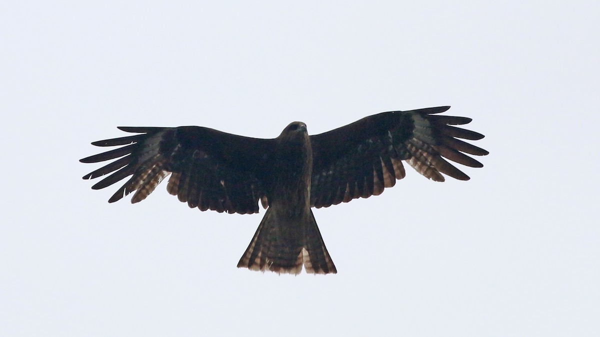 luňák hnědý (ssp. lineatus/formosanus) - ML644368514
