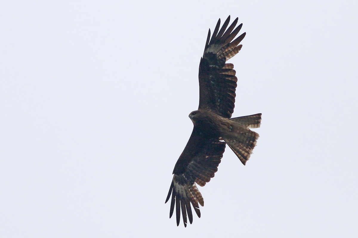 luňák hnědý (ssp. lineatus/formosanus) - ML644368515