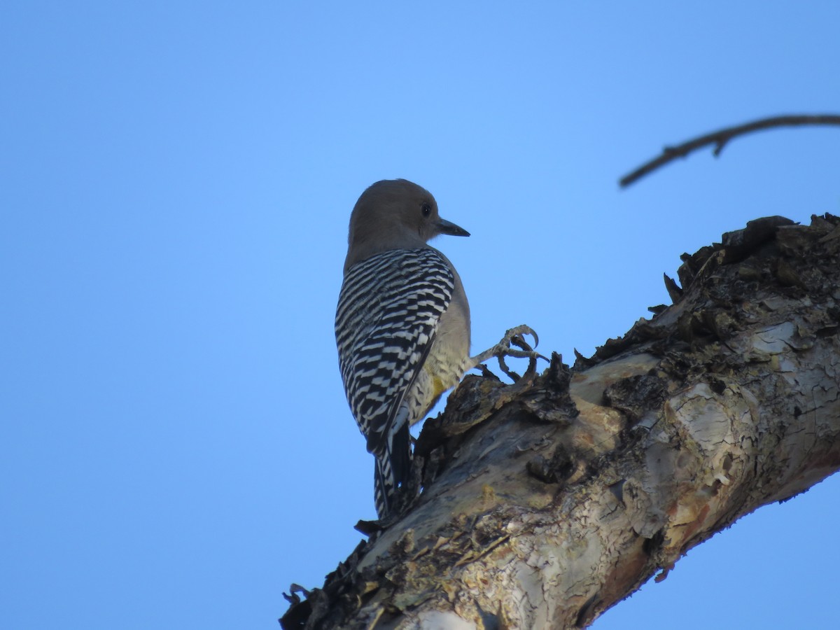 Pic des saguaros - ML644368516