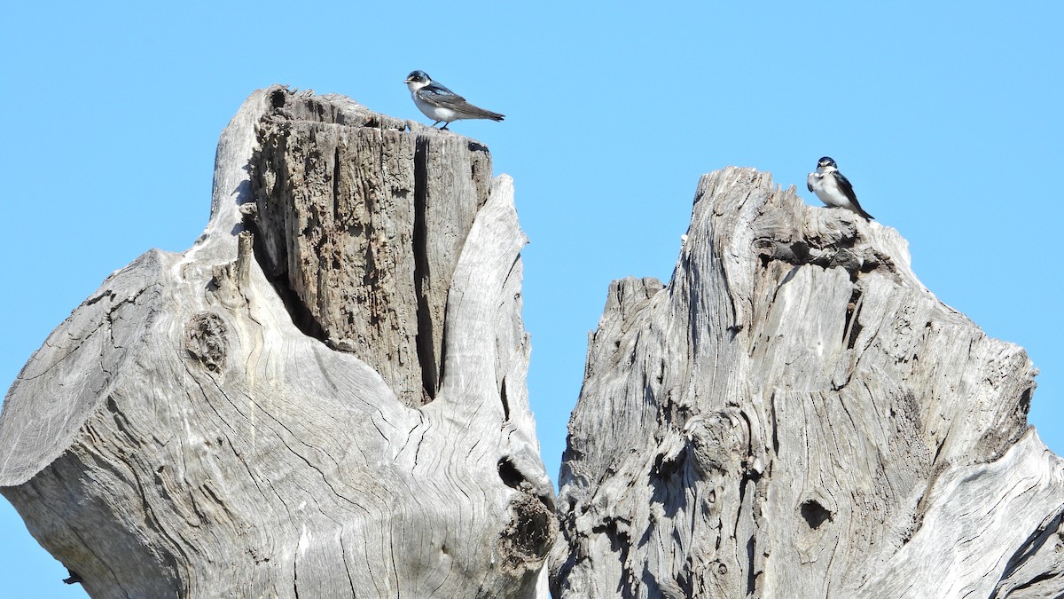 Hirondelle à diadème - ML644368518