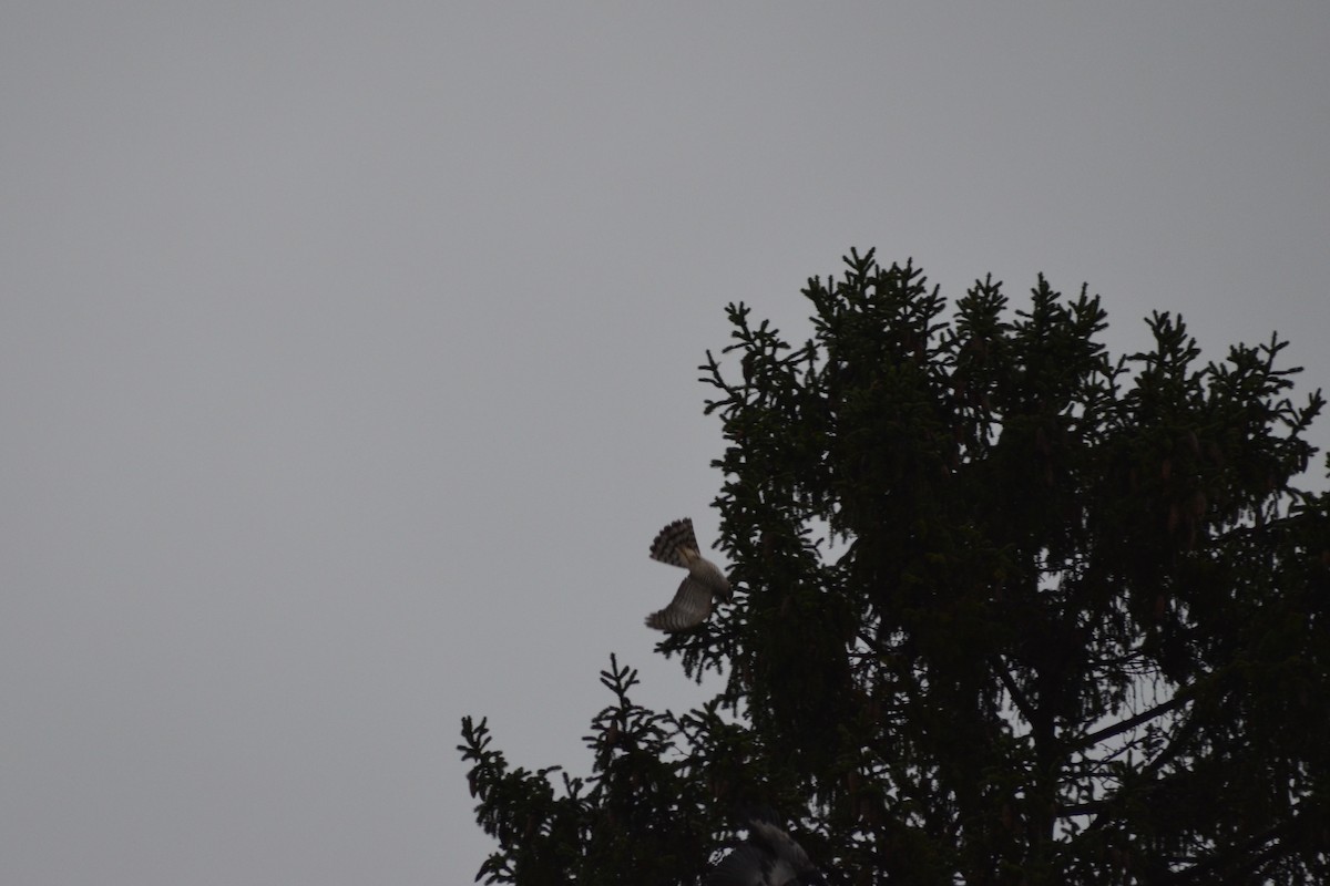 Морин харцага - ML644368527