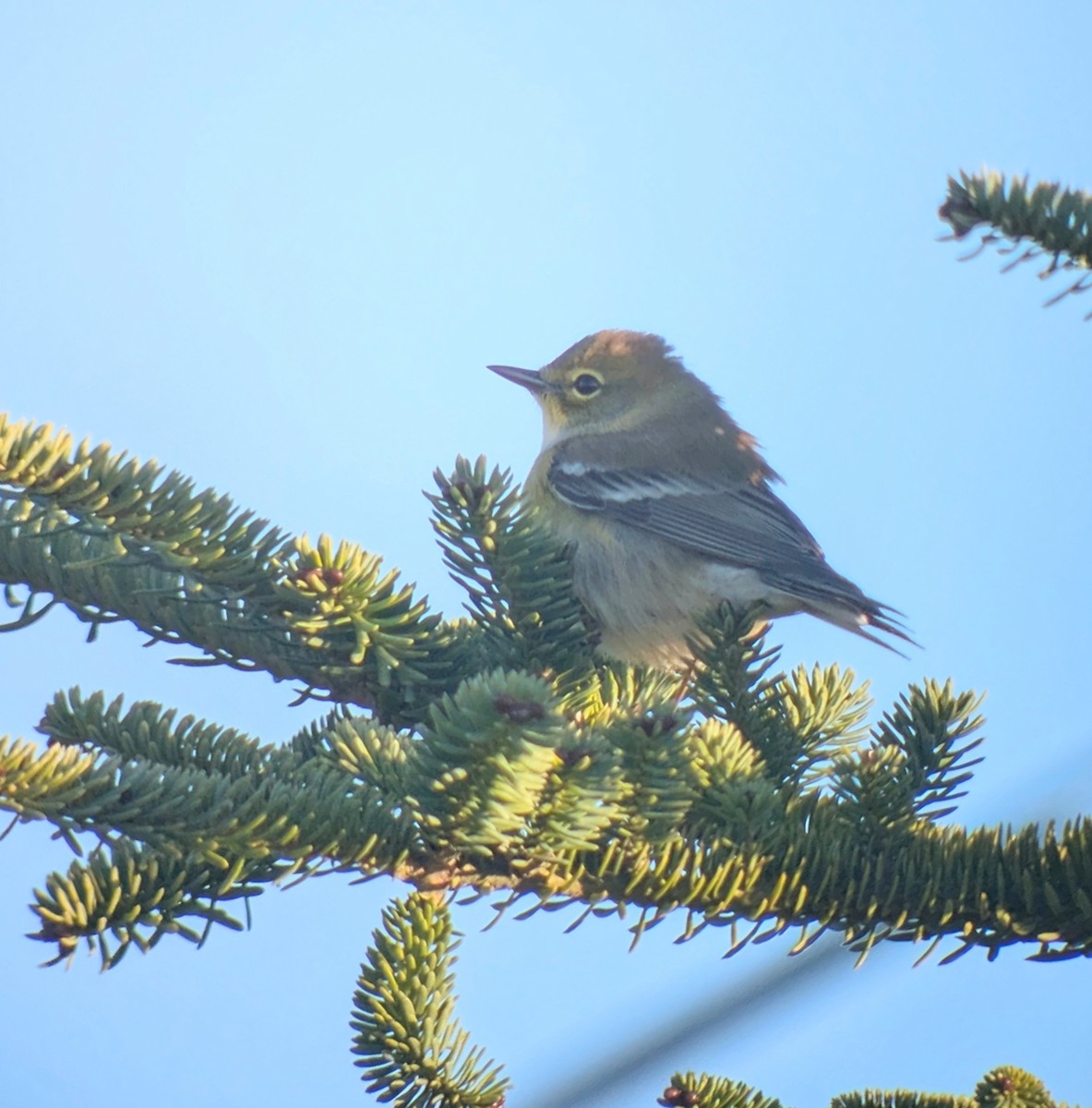 Pine Warbler - ML644368528