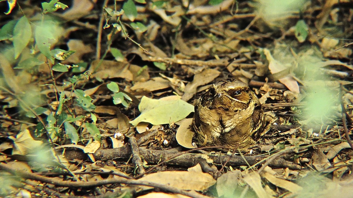 Large-tailed Nightjar - ML644368529