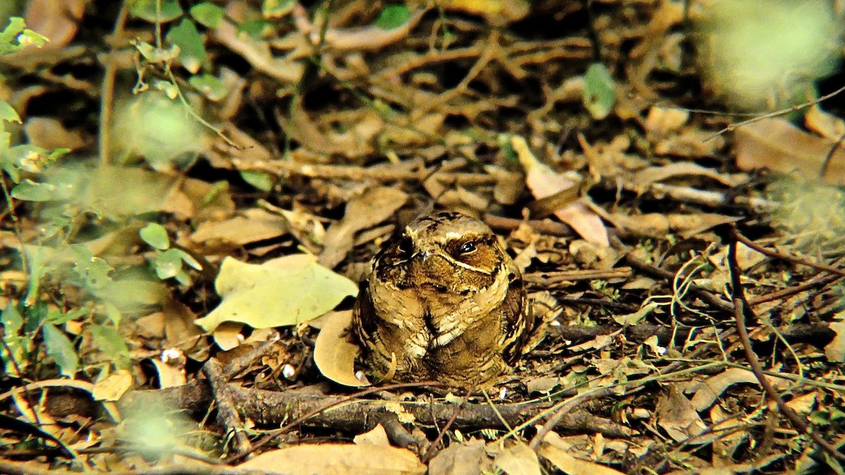 Large-tailed Nightjar - ML644368531