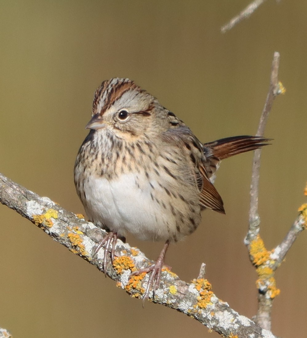 Lincoln's Sparrow - ML644368539