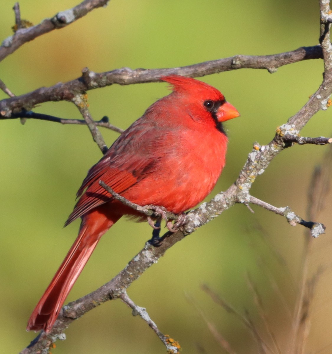 Northern Cardinal - ML644368545