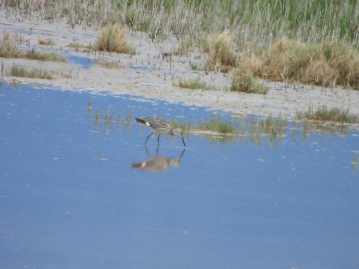 Kuliska erdipalmatua - ML644368561