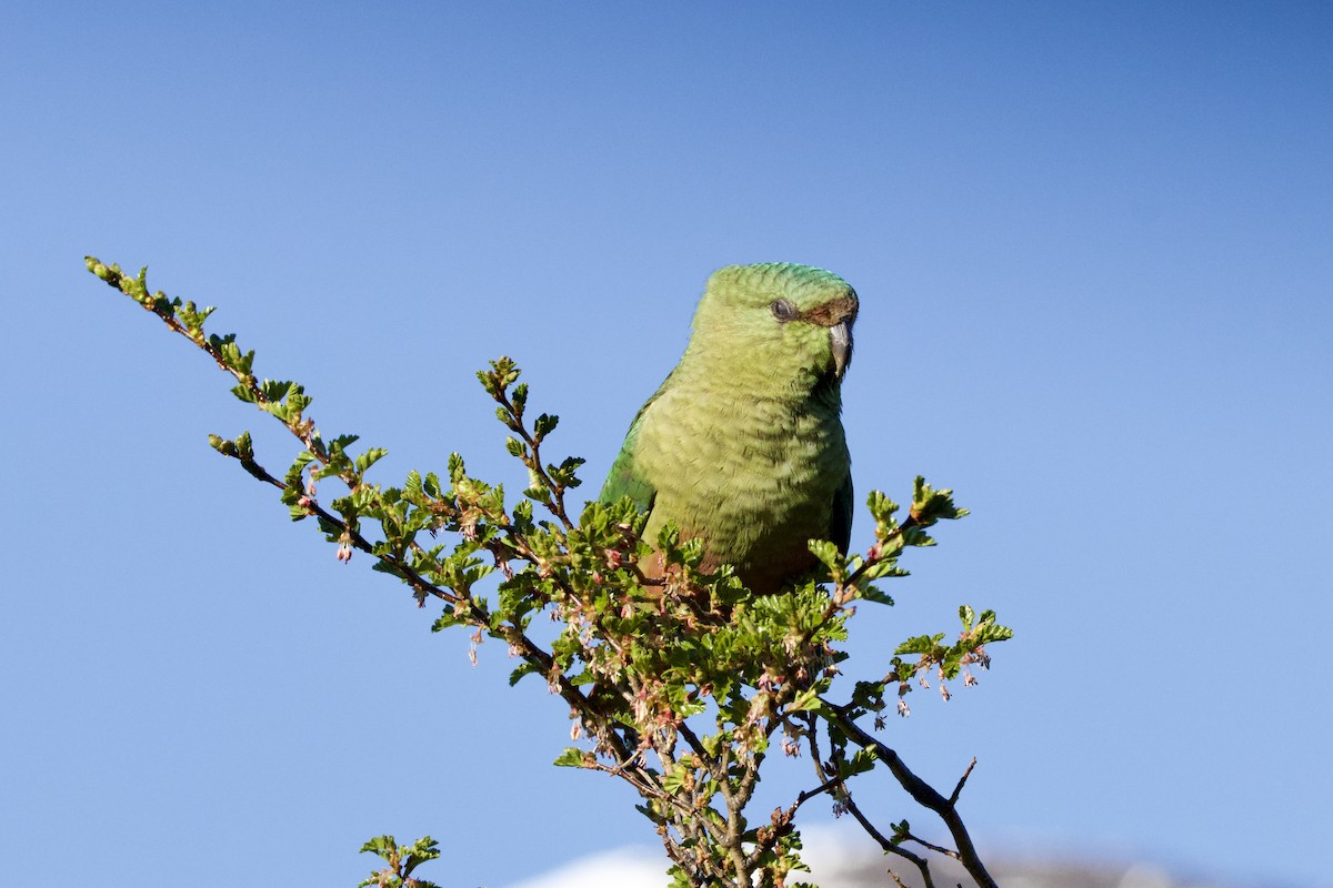 Austral Parakeet - ML644368562