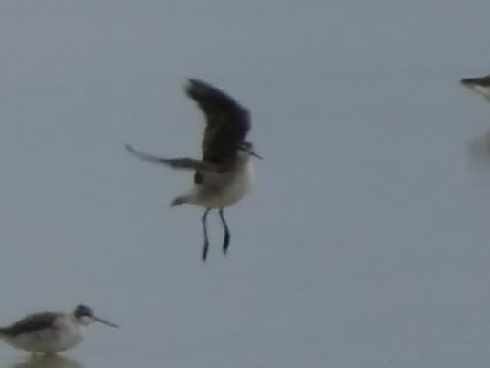 lyskonoh dlouhozobý - ML644368579