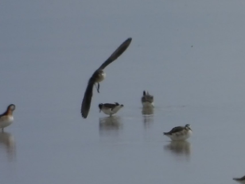 lyskonoh dlouhozobý - ML644368580