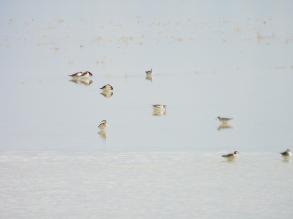 lyskonoh dlouhozobý - ML644368581