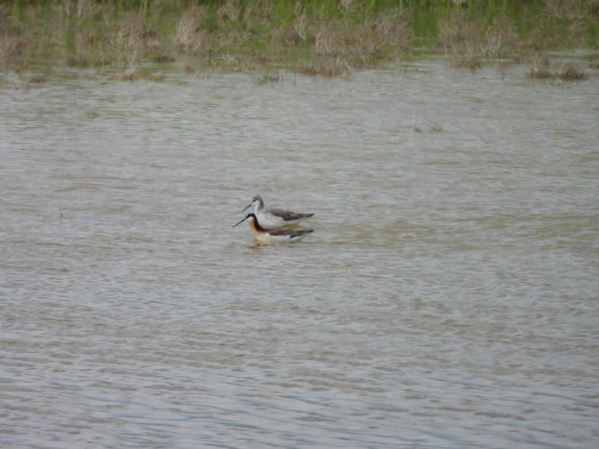 lyskonoh dlouhozobý - ML644368582