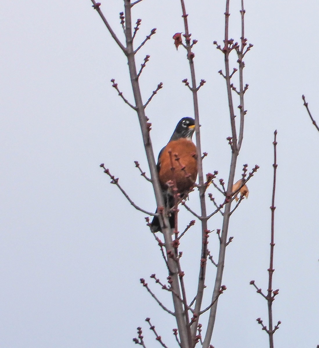 American Robin - ML644368583