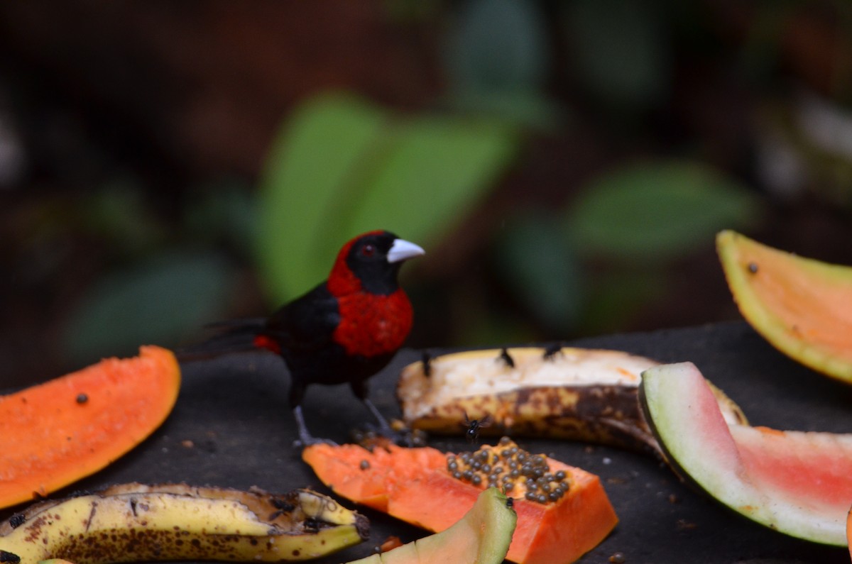 Crimson-collared Tanager - ML644368603