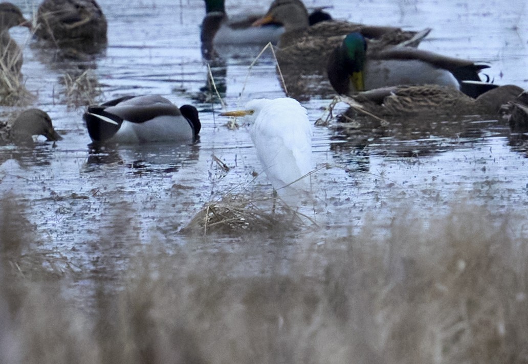 Koartzatxo itzaina - ML644368613