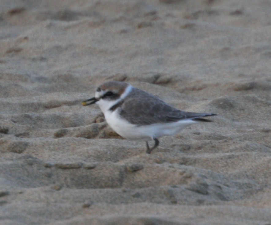 Kentish Plover - ML644368616