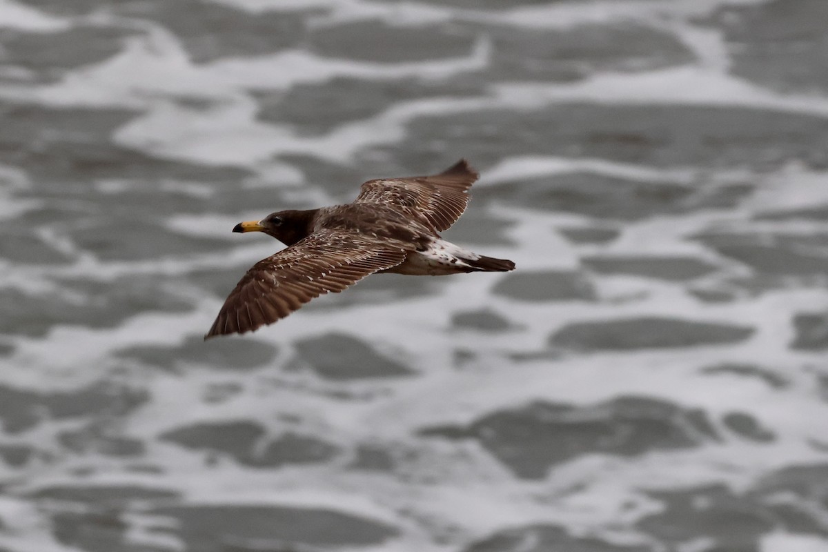 Goéland siméon - ML644368619