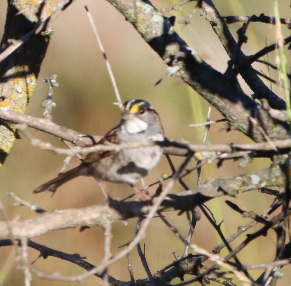 White-throated Sparrow - ML644368644
