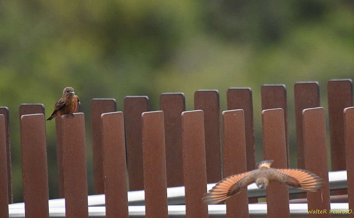 Cliff Flycatcher - ML644368668