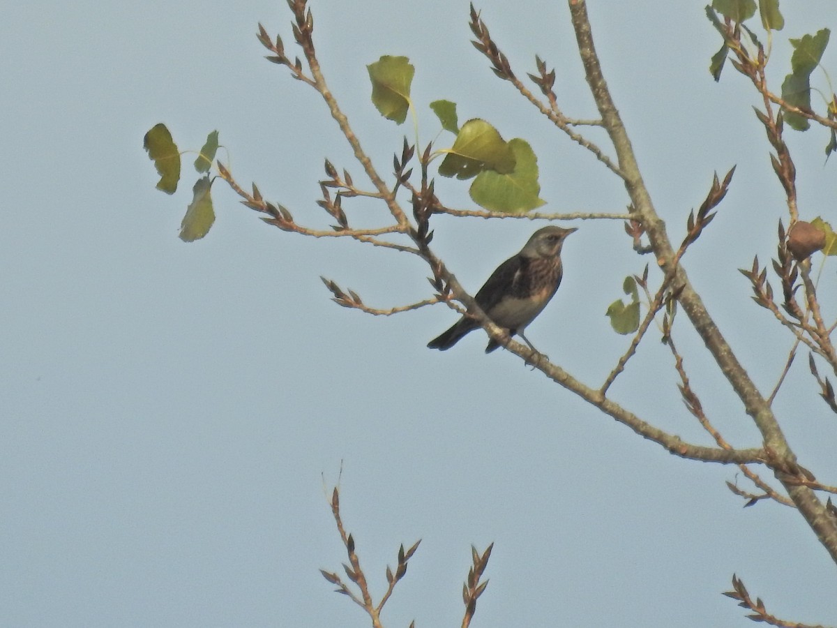 Fieldfare - ML644368675