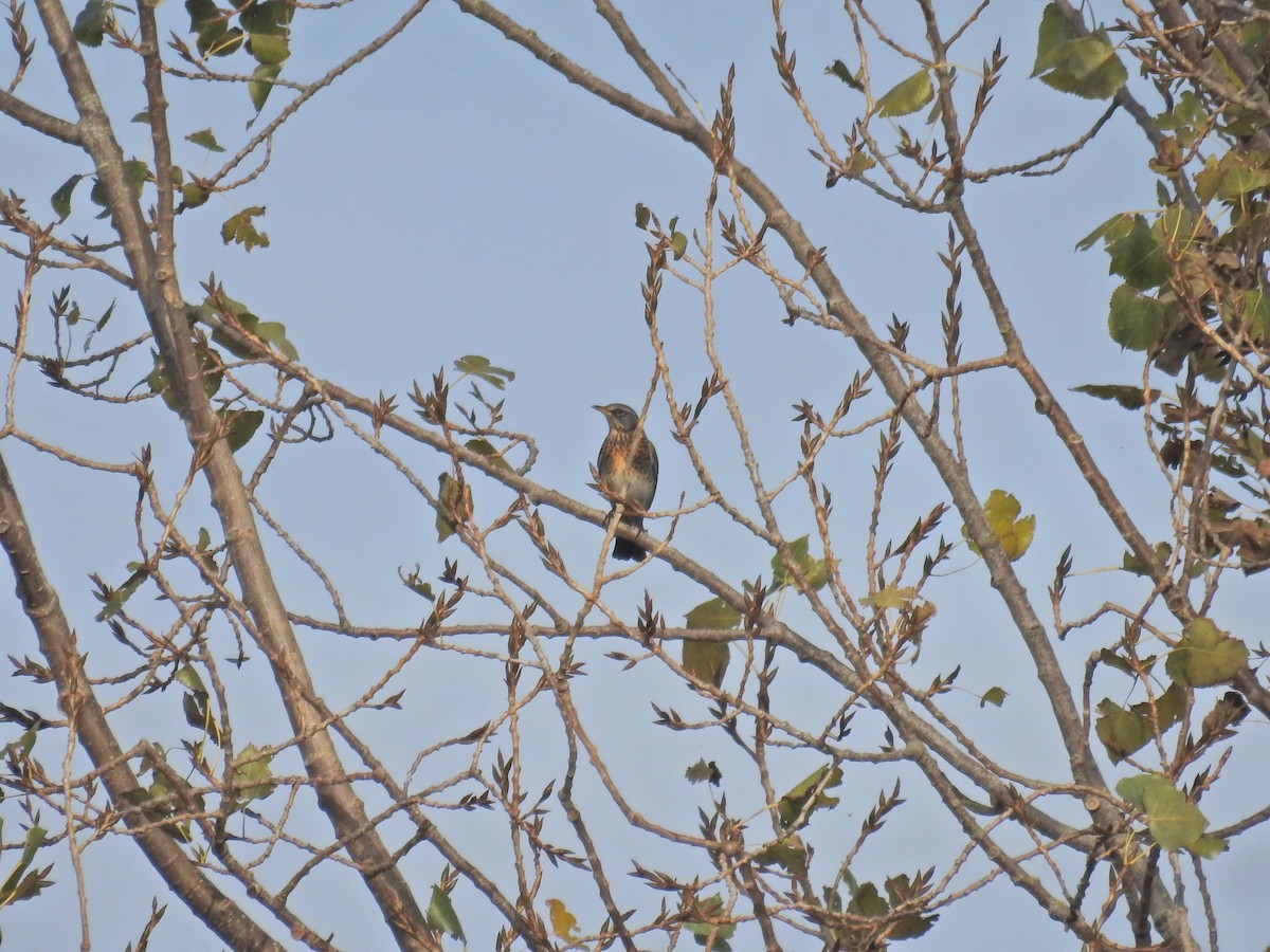 Fieldfare - ML644368676