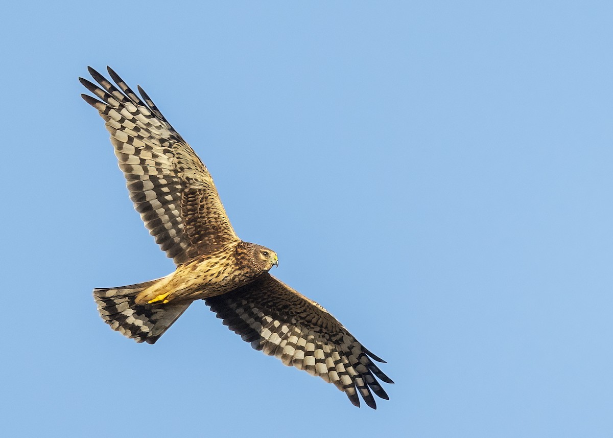 Northern Harrier - ML644368693