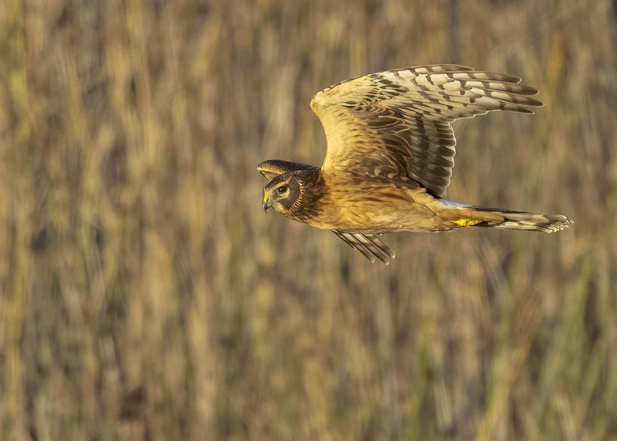 Northern Harrier - ML644368694
