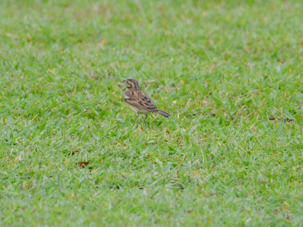 シマアオジ - ML644368700