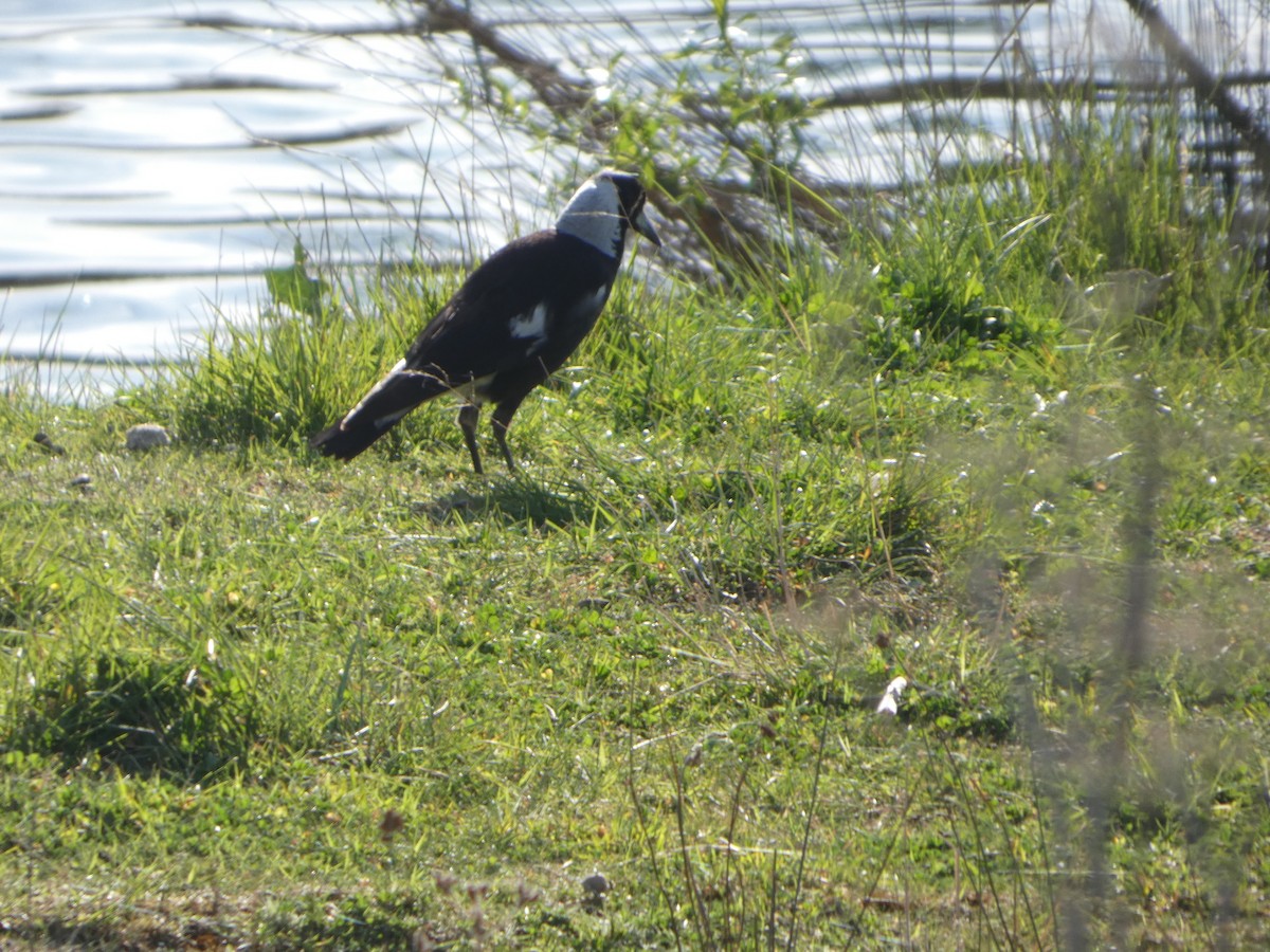 Cassican flûteur (groupe tibicen) - ML644368704