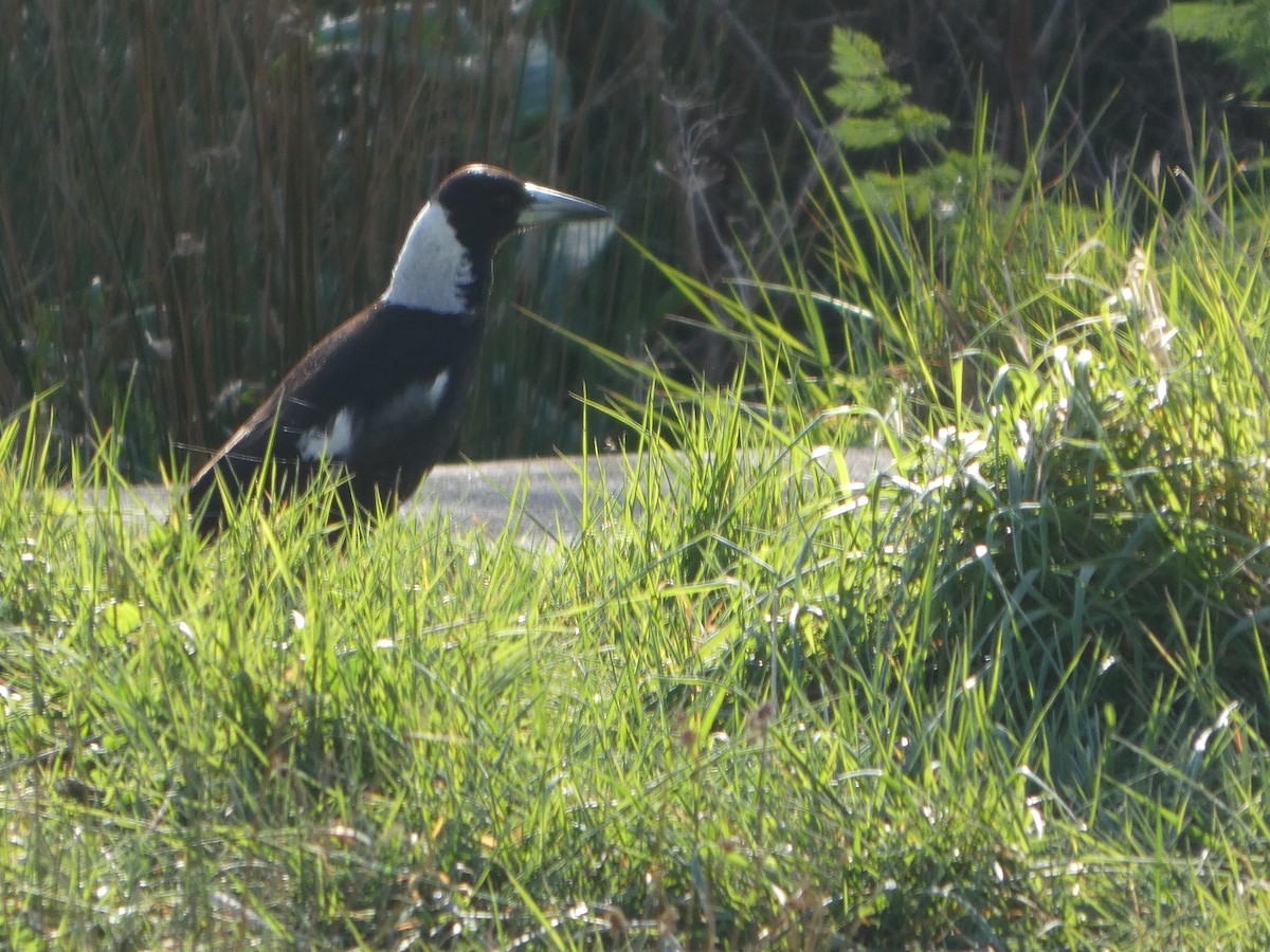 Cassican flûteur (groupe tibicen) - ML644368705