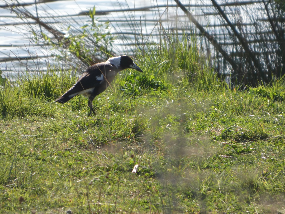 Cassican flûteur (groupe tibicen) - ML644368706