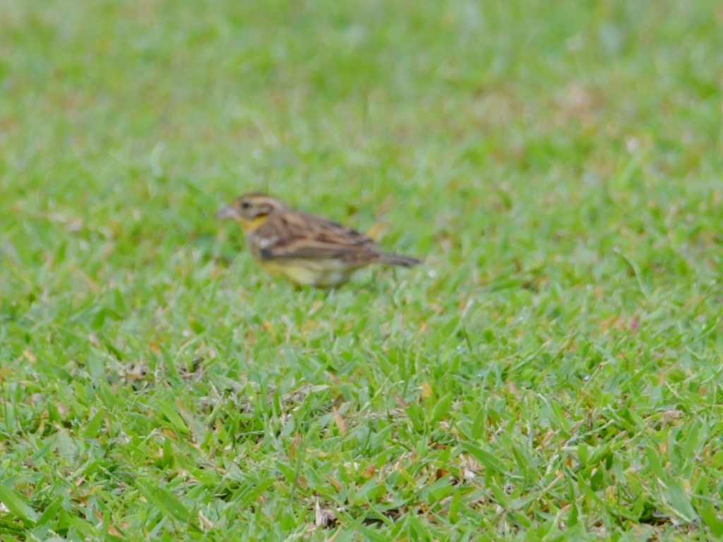 シマアオジ - ML644368712