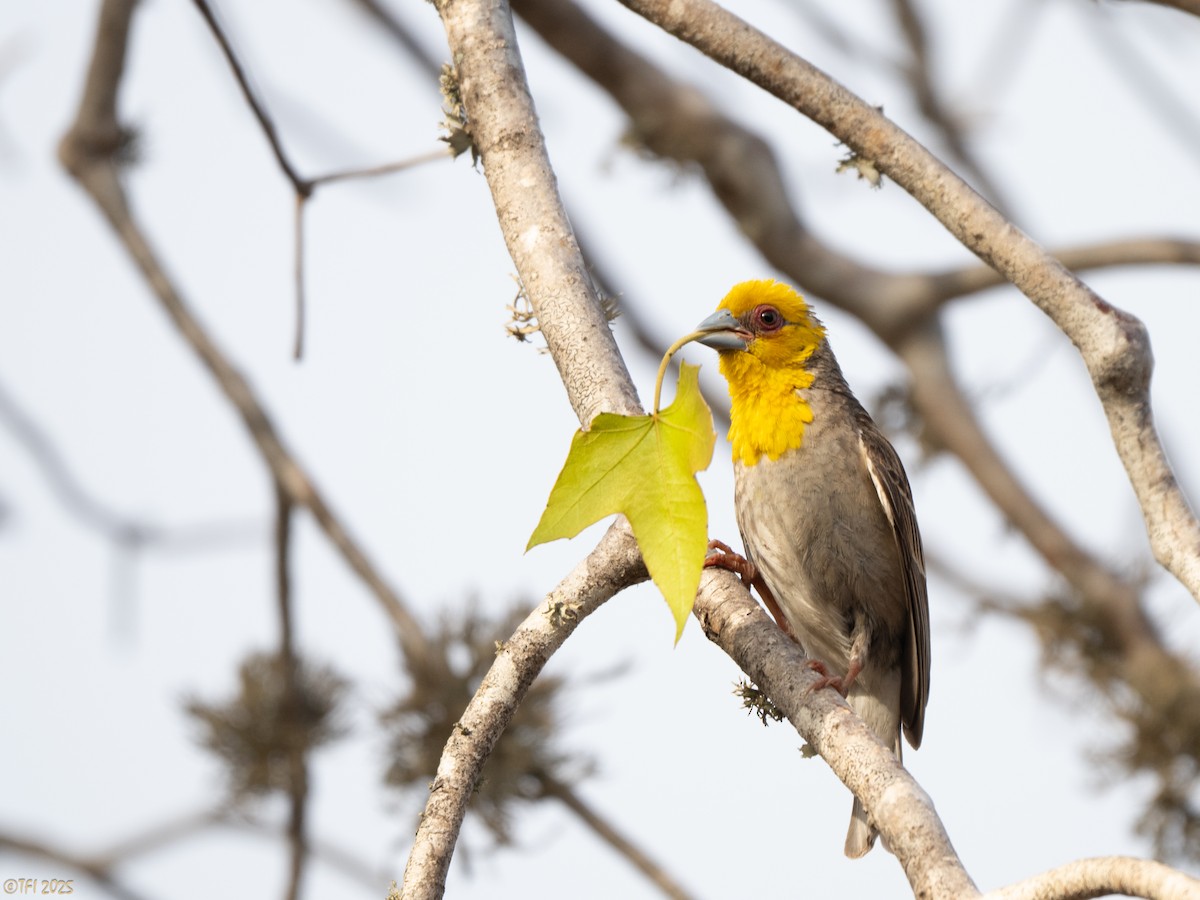 Sakalava Weaver - ML644368717