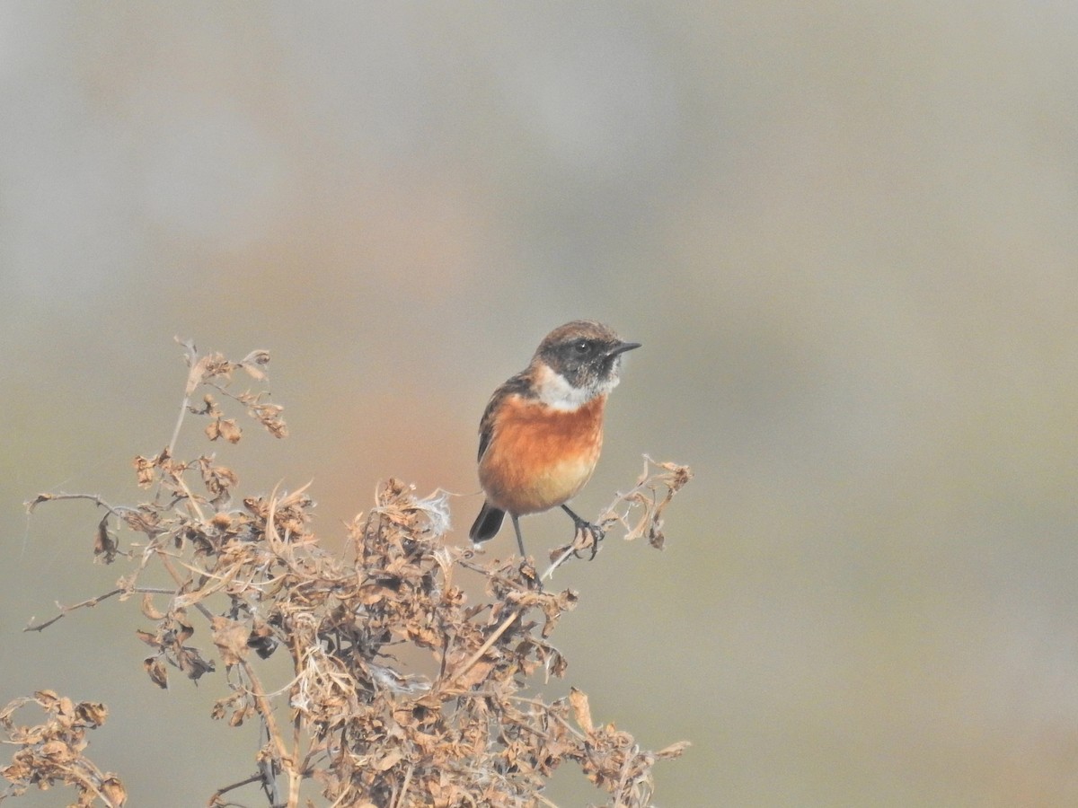 European Stonechat - ML644368719
