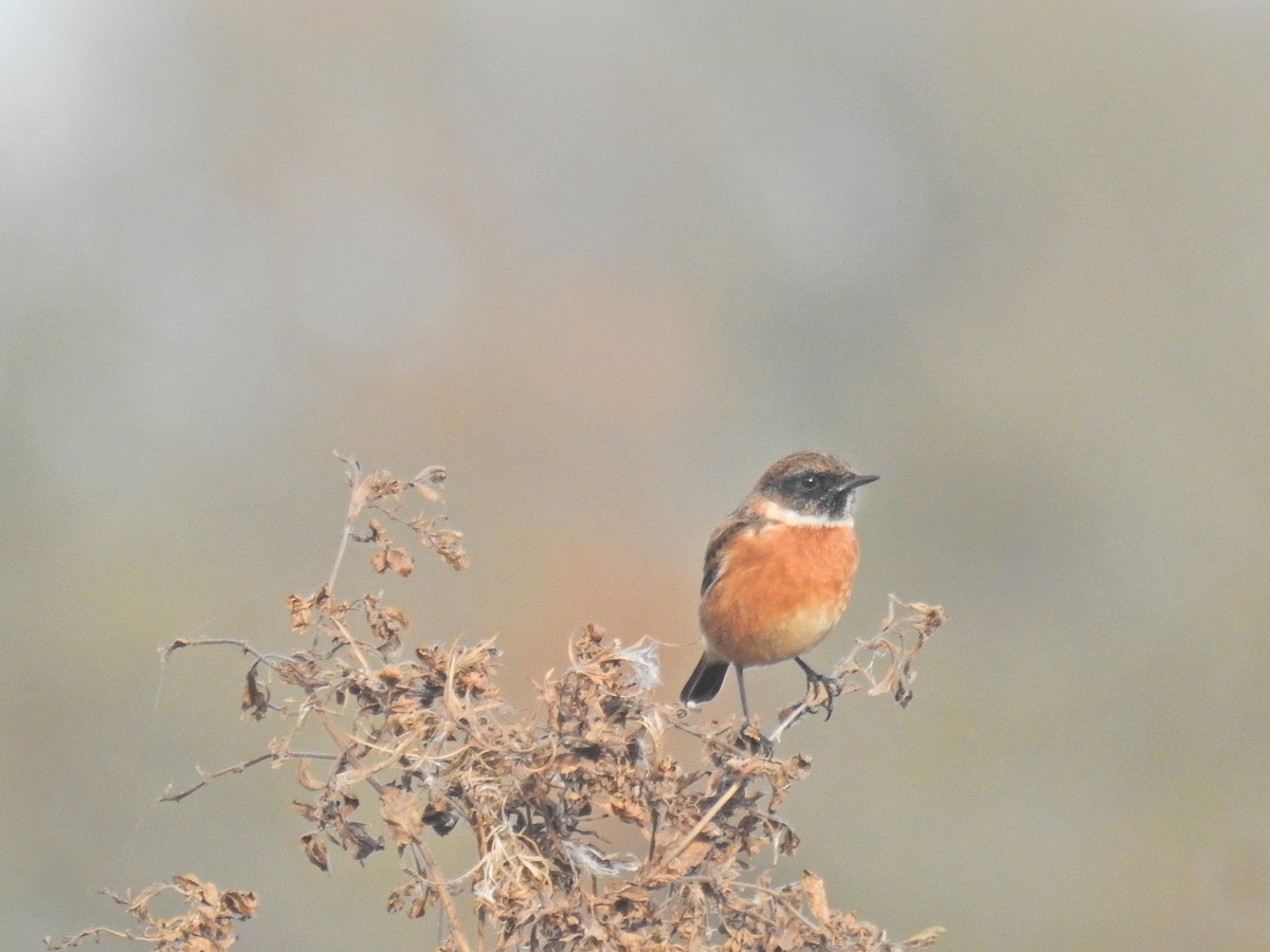 European Stonechat - ML644368720