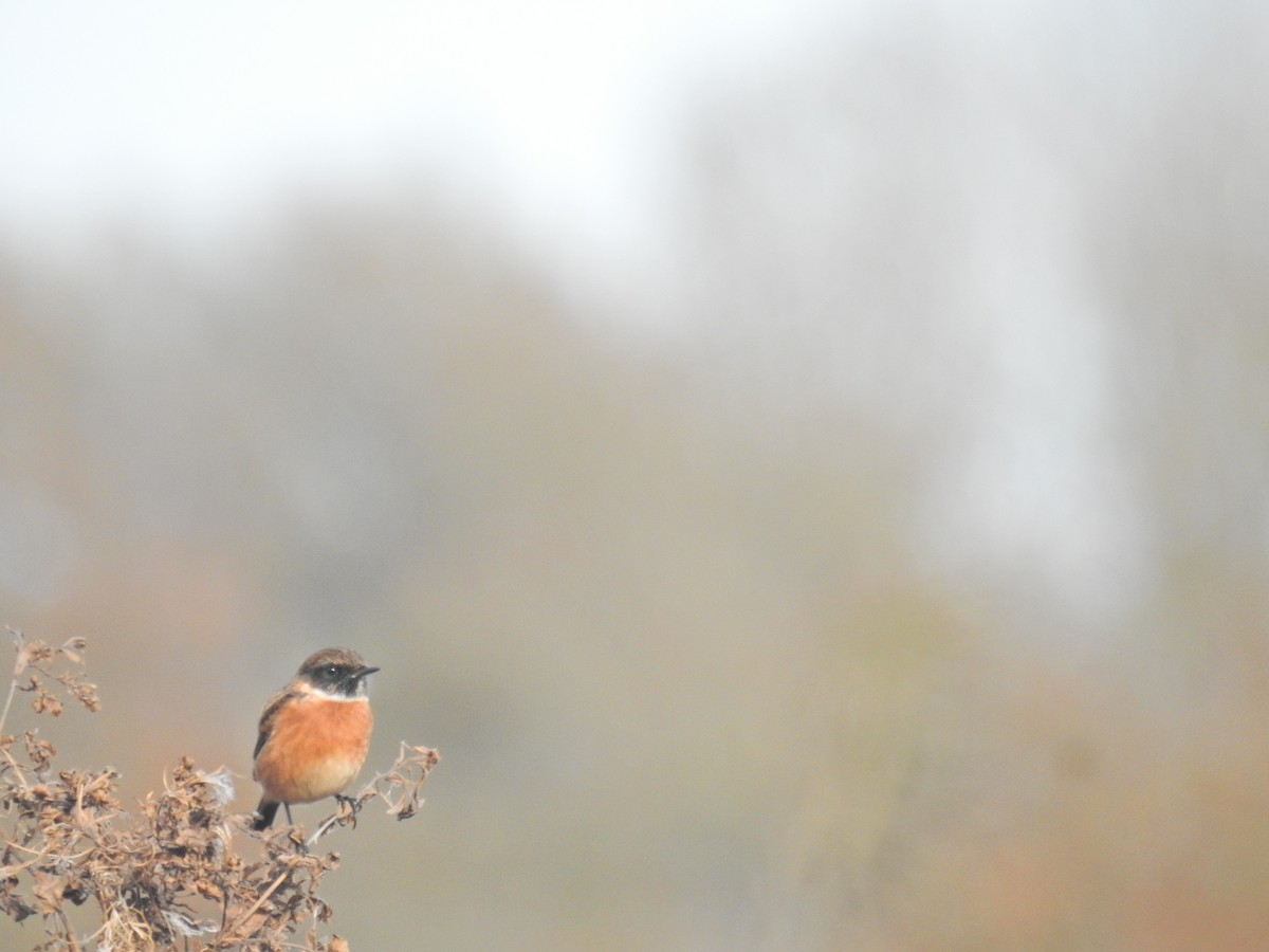 European Stonechat - ML644368721